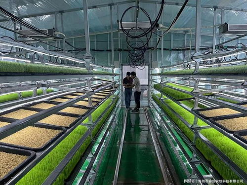 水培牧草 開啟高效、營養、健康的畜牧業優質飼料新時代