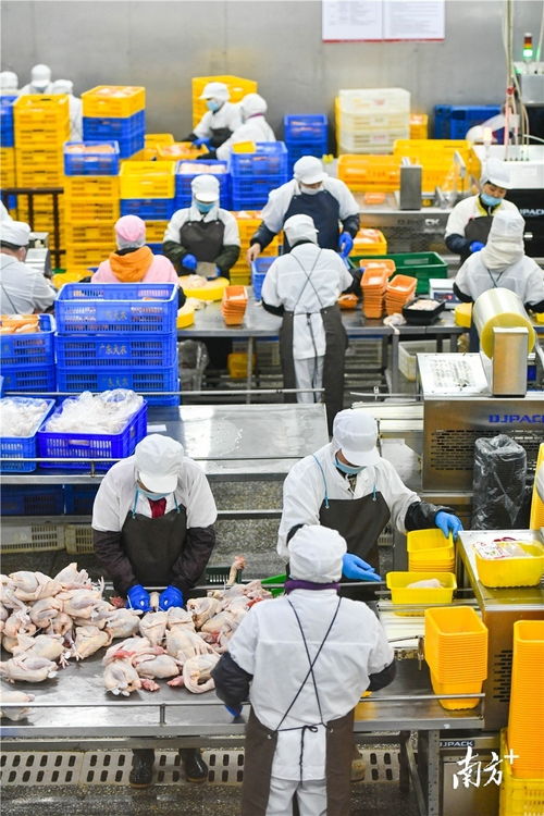 預制菜風口下的清遠機遇 發揮畜牧漁業飼料優勢，打造粵北預制菜供應鏈高地