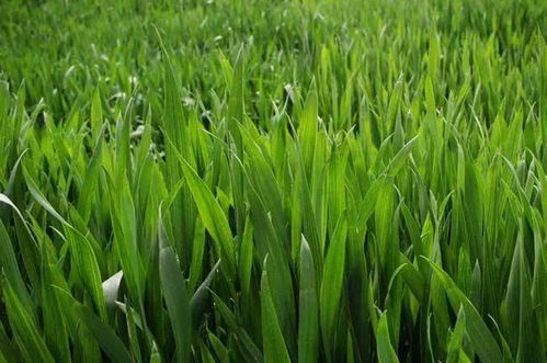 秋冬種及冬季農(nóng)業(yè)開(kāi)發(fā)農(nóng)技行動(dòng)啟動(dòng)實(shí)施，推動(dòng)農(nóng)業(yè)種植技術(shù)升級(jí)