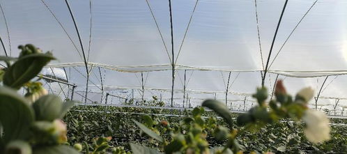 雷馬散光膜 光技術持續探索，助力高原特色設施農業發展