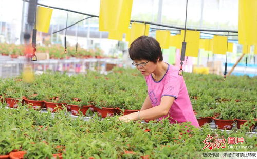 智慧農(nóng)業(yè) 技術(shù)驅(qū)動(dòng)鄉(xiāng)村振興的新篇章