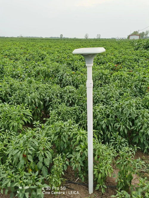 臨潁縣5G技術(shù)賦能辣椒種植，助推現(xiàn)代農(nóng)業(yè)高質(zhì)量發(fā)展