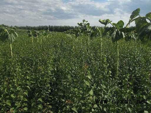檸條育苗與造林技術(shù)及其在農(nóng)業(yè)種植中的開(kāi)發(fā)應(yīng)用
