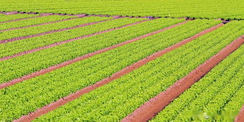 推動(dòng)我國(guó)農(nóng)業(yè)發(fā)展的八個(gè)字 農(nóng)業(yè)種植技術(shù)開(kāi)發(fā)