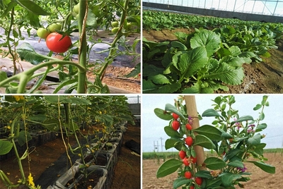 赴一場(chǎng)黃河沿線(xiàn)的約會(huì)，最撩人的是農(nóng)業(yè)種植技術(shù)開(kāi)發(fā)