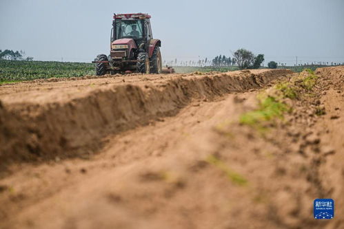 科技賦能，農(nóng)旅融合——千畝仙人掌基地繪就鄉(xiāng)村振興新畫卷