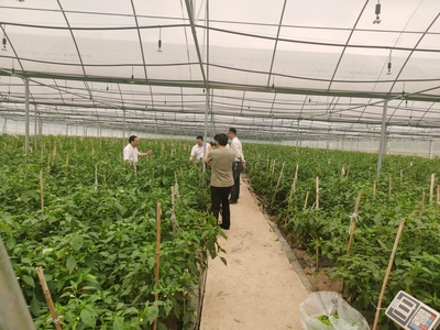 江華人大深入一線開展蔬菜產(chǎn)業(yè)發(fā)展專題調(diào)研，助力農(nóng)業(yè)種植技術(shù)開發(fā)與產(chǎn)業(yè)升級