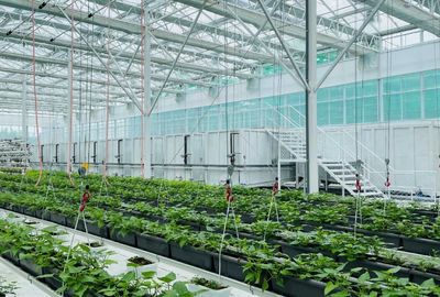 泗水 以科技為犁，深耕甘薯全產(chǎn)業(yè)鏈，繪就鄉(xiāng)村振興新圖景