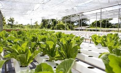 深耕細作 農業種植——一門藝術與科技的交融