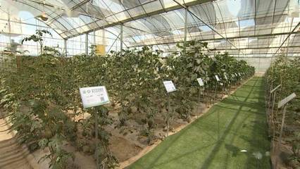 科技賦能種業，產業助推振興——張鴻檢查指導第三屆酒泉現代種業博覽會暨特色農產品推介會籌備工作