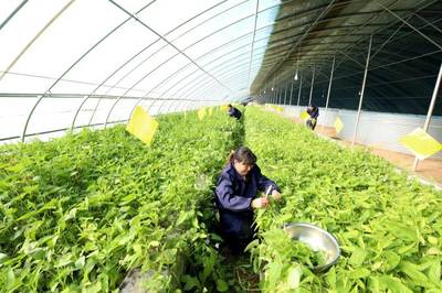 春事看農桑丨播下好種子，豐收有底氣——論農業種植技術開發的時代使命