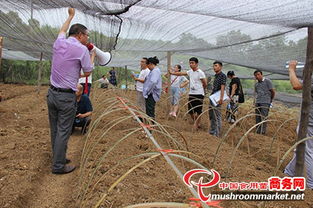 羊肚菌栽培技術培訓在湖北保興現(xiàn)代農業(yè)科技園成功開班